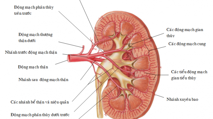 Sự phân nhánh ĐM thận