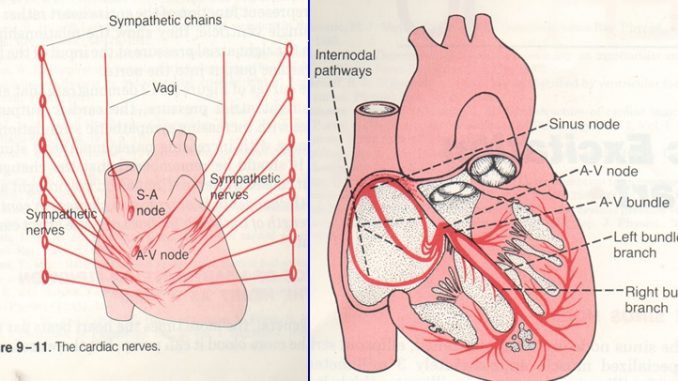 giải phẫu chức năng sinh lý tim
