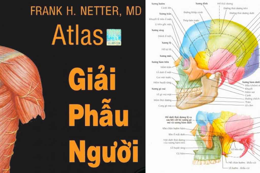 [PDF] Atlas giải phẫu người – Frank H.Netter MD