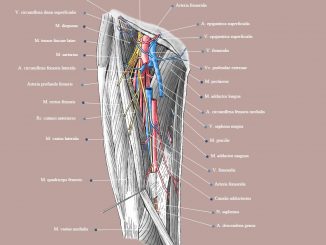 Giải phẫu mạch và thần kinh vùng đùi