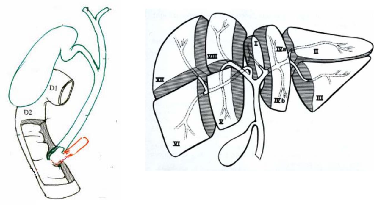 Biểu Tượng Vẽ Tay Giải Phẫu Gan Phòng Ngừa Và Điều Trị Các Bệnh Gan Hình  minh họa Sẵn có  Tải xuống Hình ảnh Ngay bây giờ  iStock