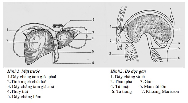 Giải phẫu gan, kỹ thuật chụp và hình ảnh bình thường trên chụp cắt lớp vi tính gan – PGS. Nguyễn Duy Huề, Đại học Y Hà Nội
