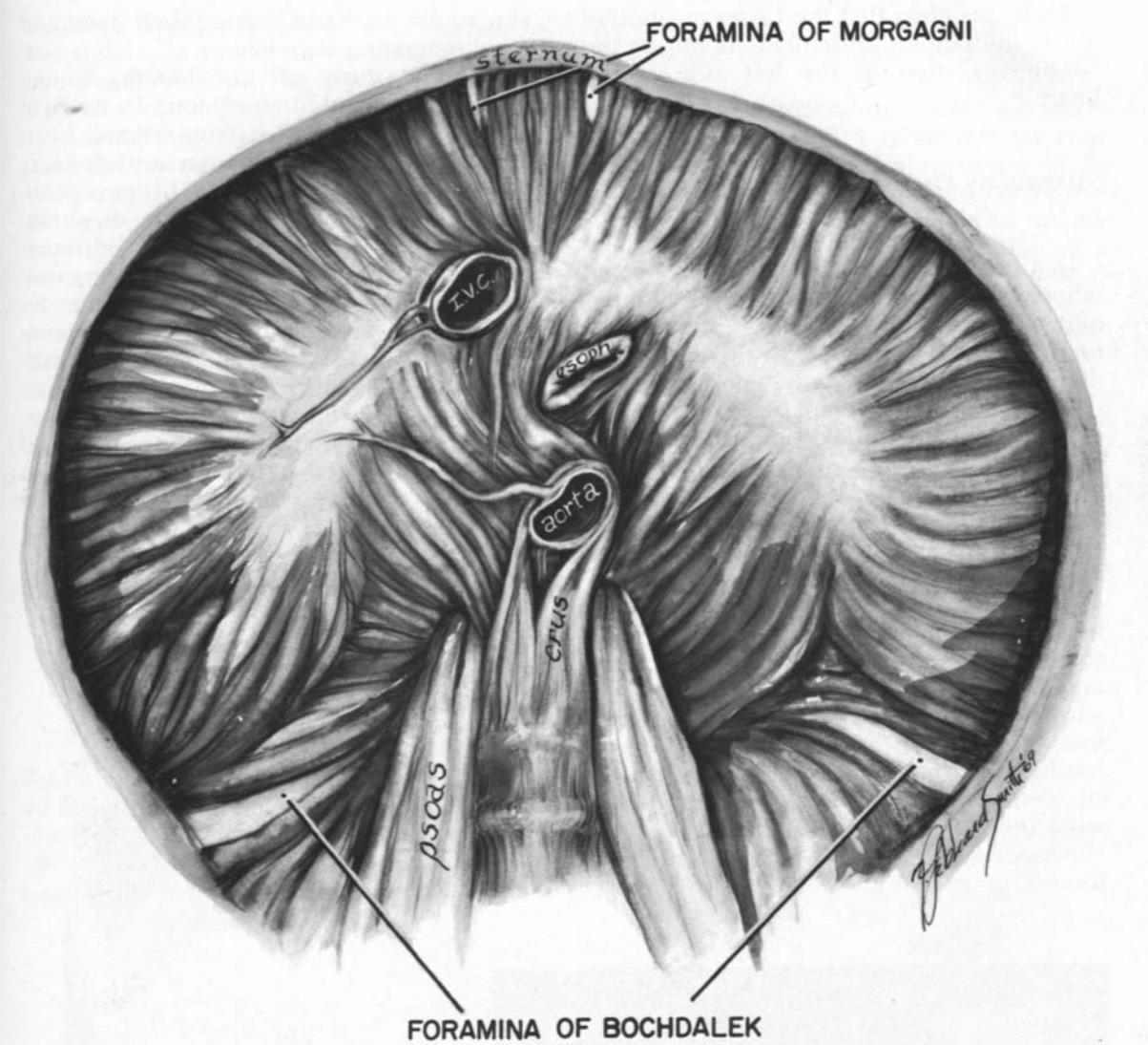 Hình ảnh chụp cắt lớp vi tính màng phổi, thành ngực và cơ hoành