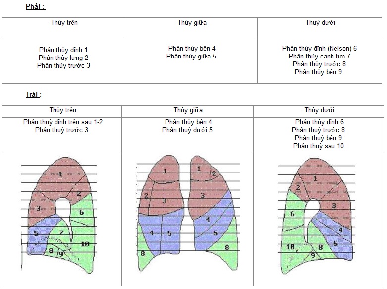 XQuang tim phổi và kiến thức bước đầu – Điện quang và Y học hạt nhân ...
